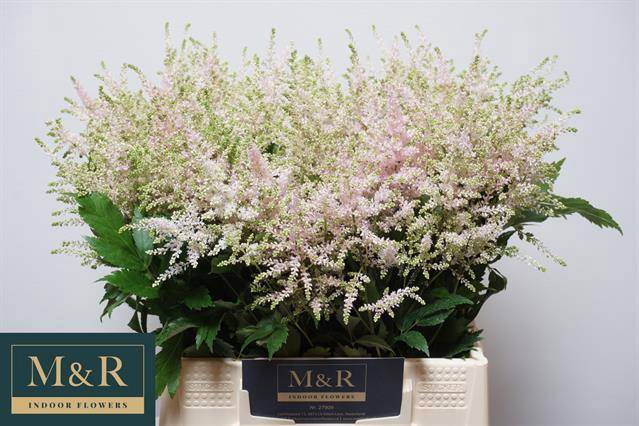 <h4>ASTIL JA EUROPA LIGHT PINK</h4>
