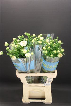 <h4>Ran Butterfly Keramos 60cm</h4>