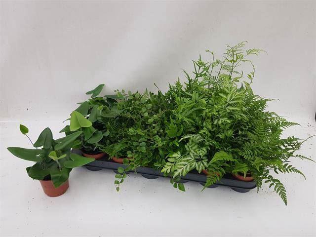 <h4>Ferns   ...mix</h4>