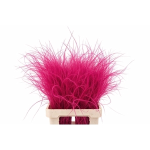 Dried Stypha Penata Cerise(10 Toef) Bunch