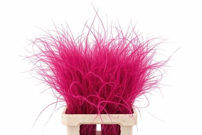 <h4>Dried Stypha Penata Cerise(10 Toef) Bunch</h4>