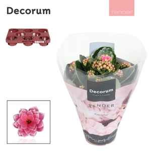 Kalanchoe Decorum TENDER - Serenity Pink White