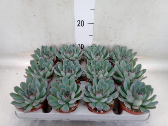 <h4>Echeveria  'Apus'</h4>