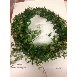 Hedera H Blad