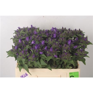 Campanula Glom Superba