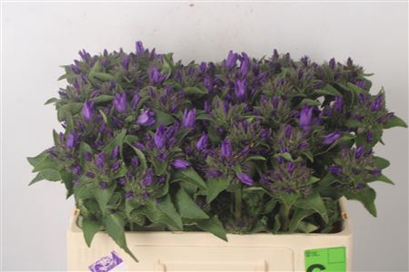 <h4>Campanula Glom Superba</h4>
