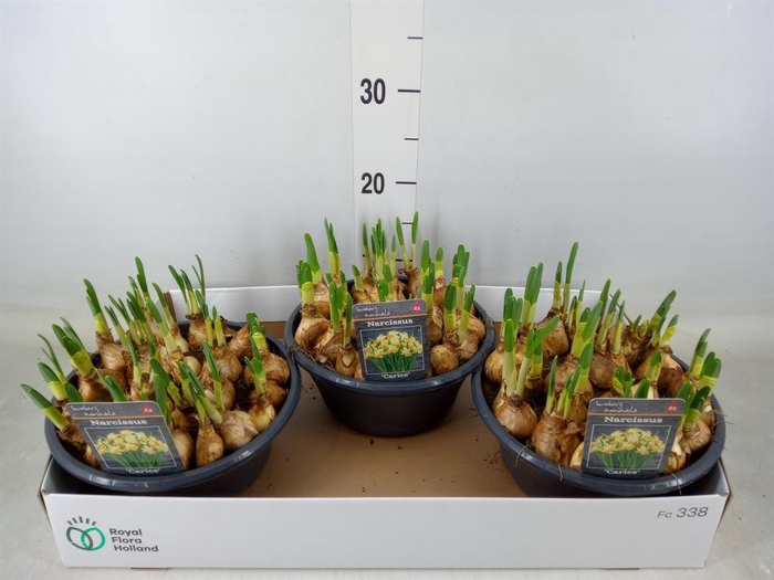 <h4>Narcissus   ...</h4>