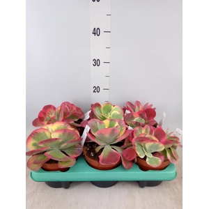 Kalanchoe NF thyrsiflora