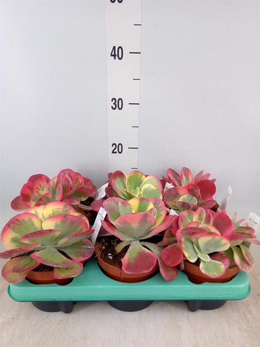 <h4>Kalanchoe NF thyrsiflora</h4>