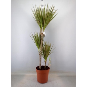 Dracaena marg. 'Bicolor'