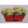 Hypericum Cool Romance