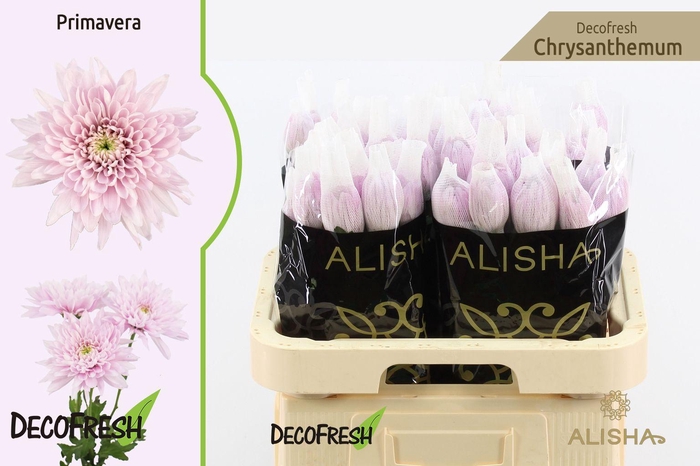 <h4>CHR G Primavera</h4>