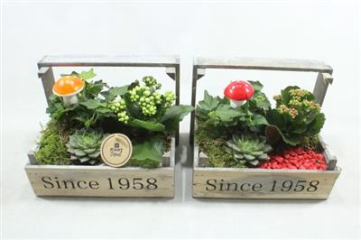 <h4>4743 BOLLENKIST IND</h4>