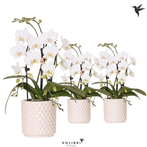 Kolibri Orchids Phalaenopsis Cascade Niagara Fall white 2 spike in Diamond Pearl pot travertine
