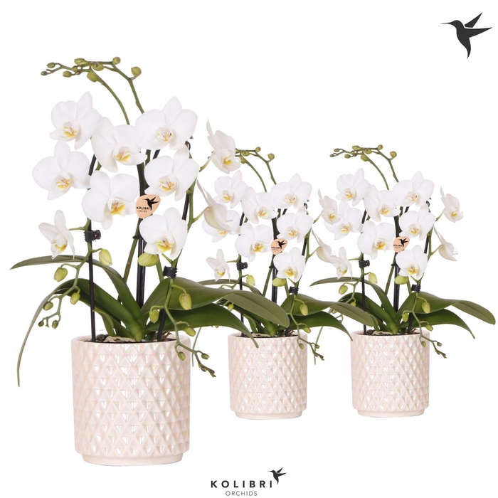 <h4>Kolibri Orchids Phalaenopsis Cascade Niagara Fall white 2 spike in Diamond Pearl pot travertine</h4>