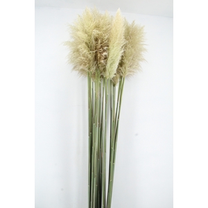 CORTA SE EVITA FRESH 240CM