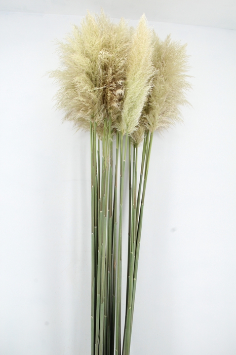 <h4>CORTA SE EVITA FRESH 240CM</h4>