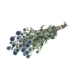 Echinops Natural Blue