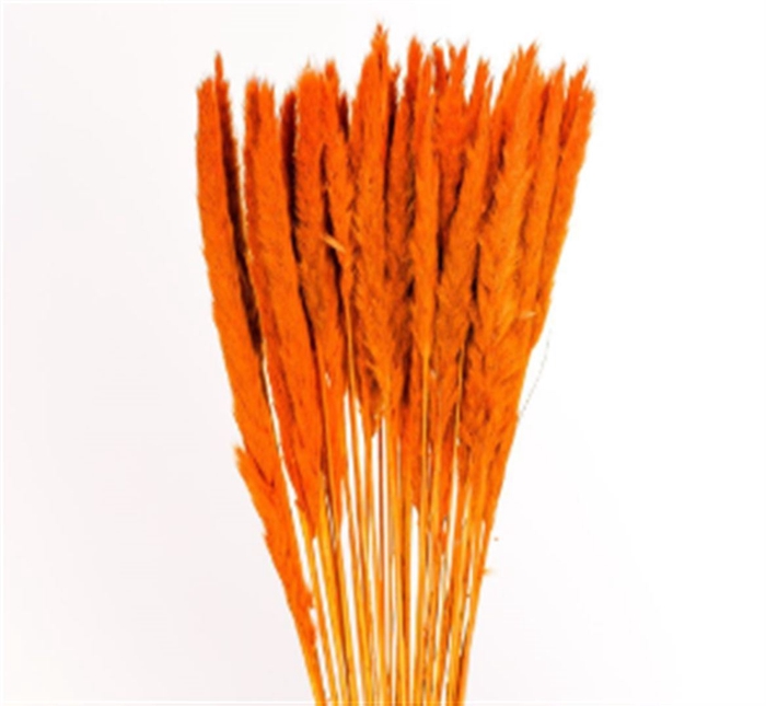 Pampas Silvy Orange
