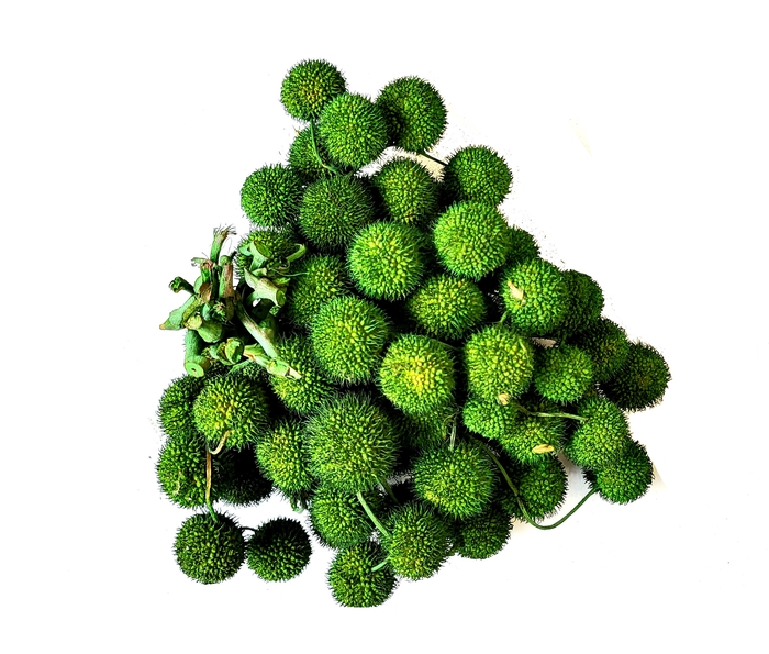 Small ball per bunch in poly Moss Green