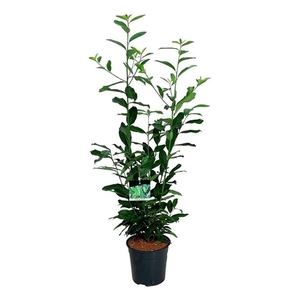 Prunus laur. 'Genolia' ®