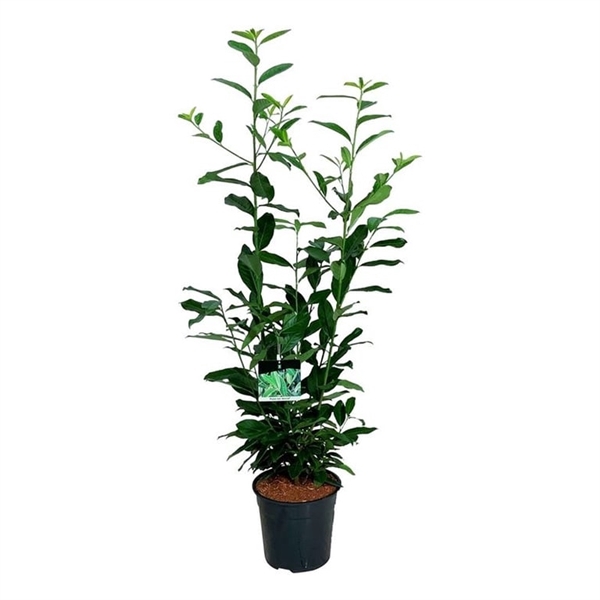 <h4>Prunus laur. 'Genolia' ®</h4>