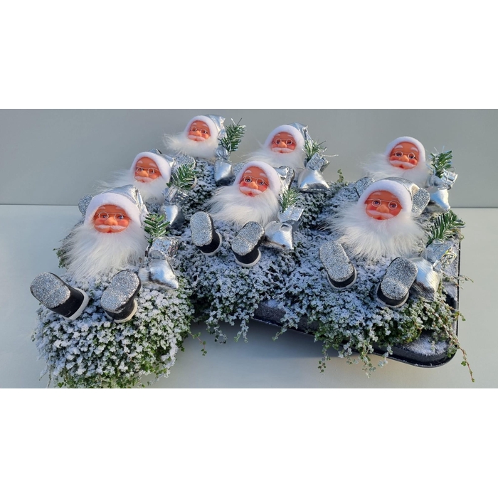 <h4>Soleirolia soleirolii green 13Ø 21cm</h4>