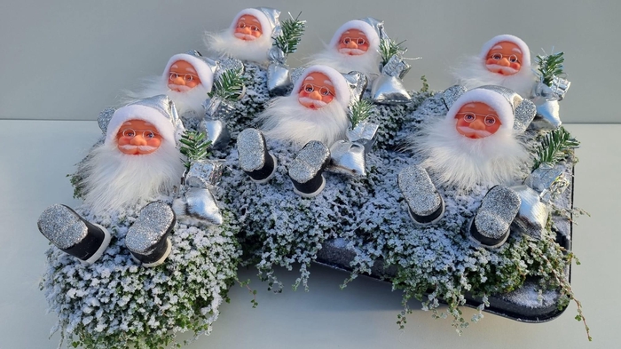 Soleirolia soleirolii green 13Ø 22cm