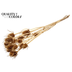 Cardi Distel Natural 5pc/bunch 70cm Antique Gold