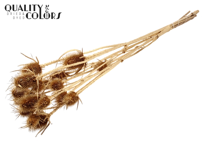 <h4>Cardi Distel Natural 5pc/bunch 70cm Antique Gold</h4>
