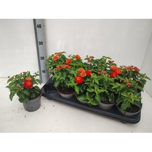 LANT SHAMROCK RED