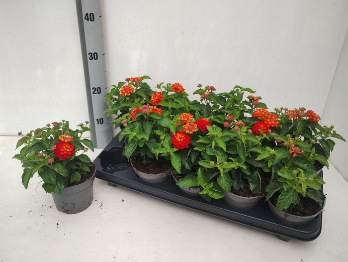<h4>LANT SHAMROCK RED</h4>