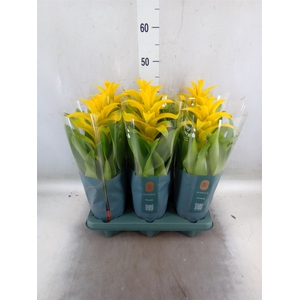 Guzmania  'Diana'