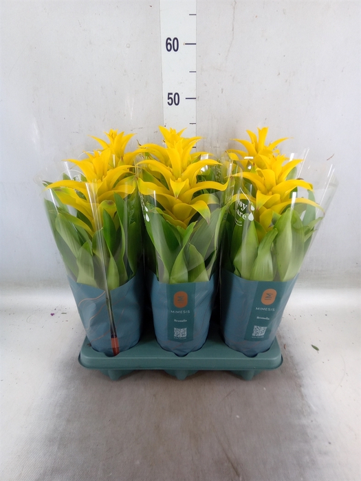 <h4>Guzmania  'Diana'</h4>
