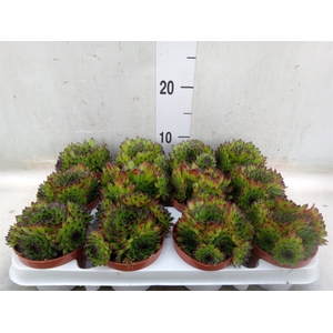 Sempervivum   ...