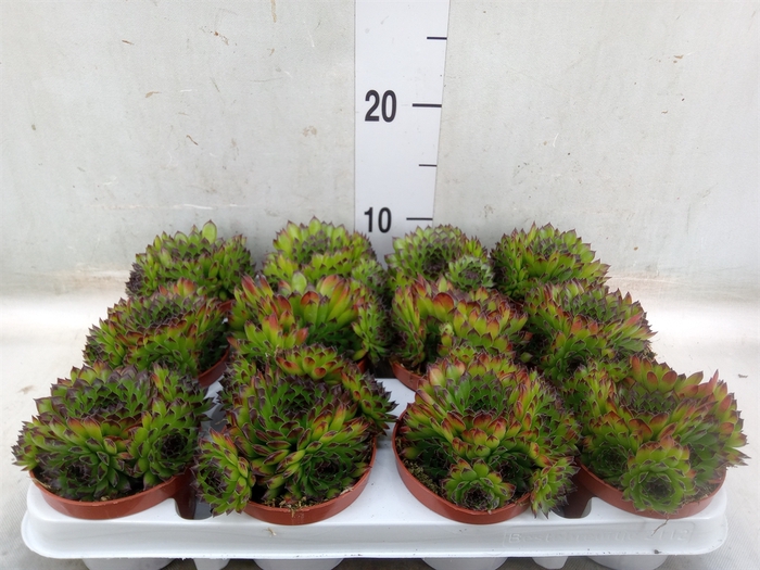 <h4>Sempervivum   ...</h4>