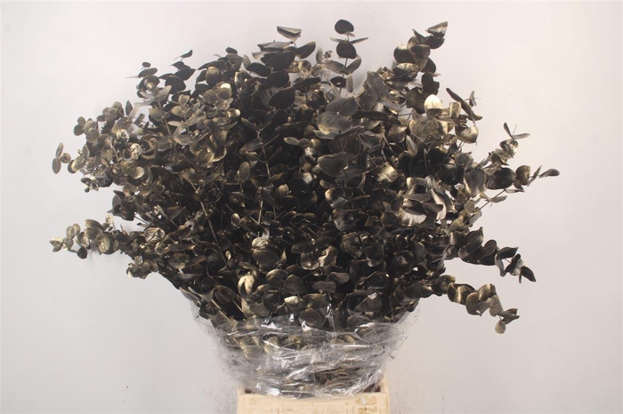 <h4>Euca Cinerea Met. Ant. Black Per Bunch</h4>