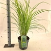 Miscanthus sinensis Strictus