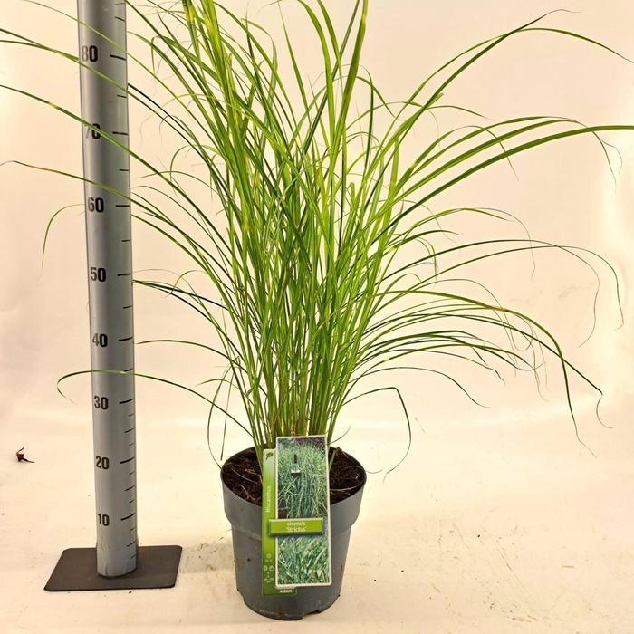 Miscanthus sinensis Strictus