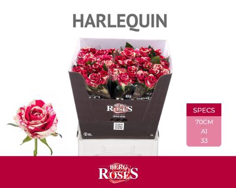 <h4>Rosa la harlequin</h4>