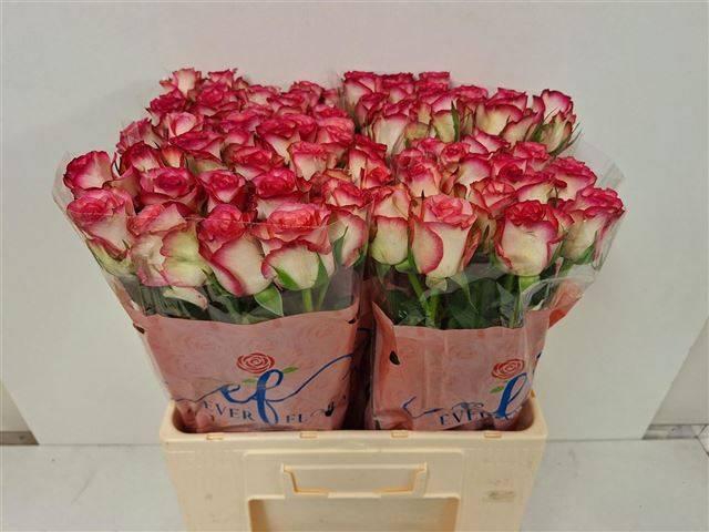 <h4>R Gr Salimia</h4>