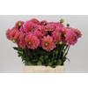 Dahlia Pink Runner