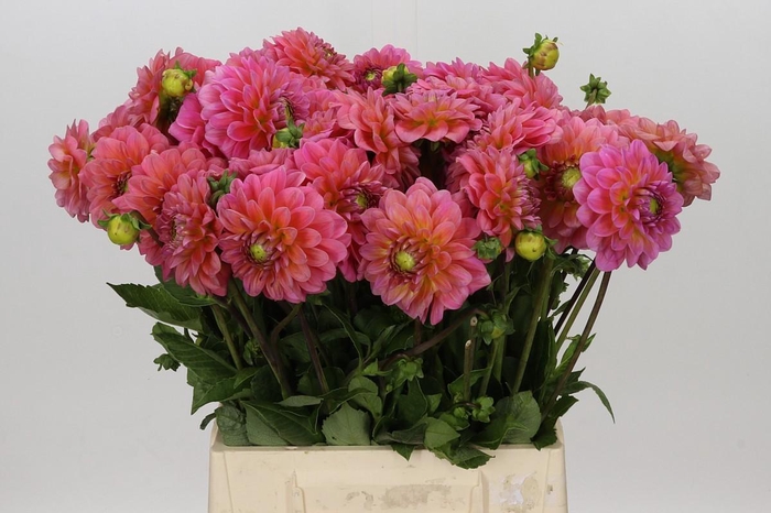 Dahlia Pink Runner