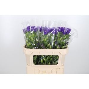 Campanula Cham Blue