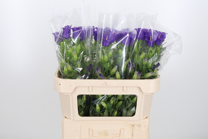 <h4>Campanula Cham Blue</h4>