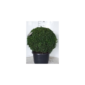 Buxus sempervirens bol 60