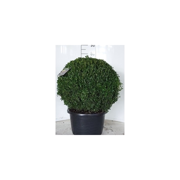 <h4>Buxus sempervirens bol 60</h4>