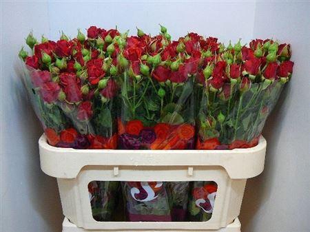 <h4>R Tr Mirabel</h4>