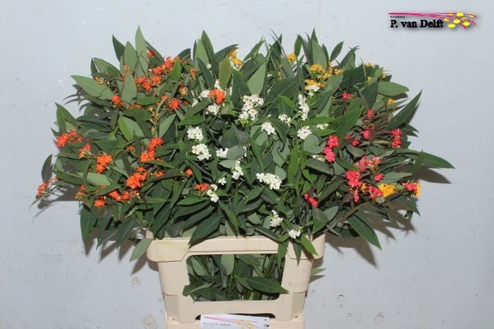 <h4>EUPH F T GEM</h4>