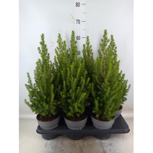 Picea glauca 'Perfecta'